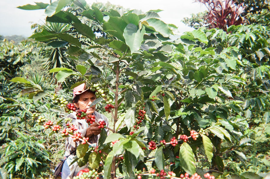 GUATEMALA ELLA